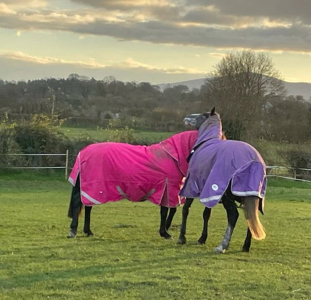 Thinking of Becoming a Sport Horse Owner