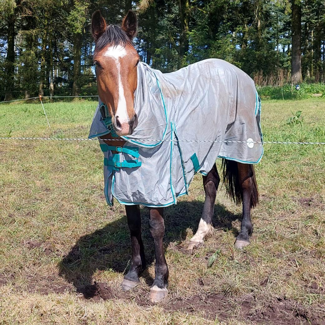 Horse Flies are driving us mad!!