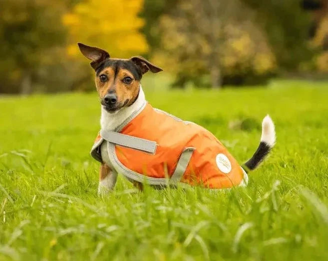 Dog coats ireland hot sale