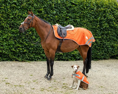 HI-Viz Exercise Sheet - Swish Equestrian Ireland