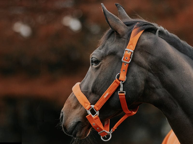 Head Collar
