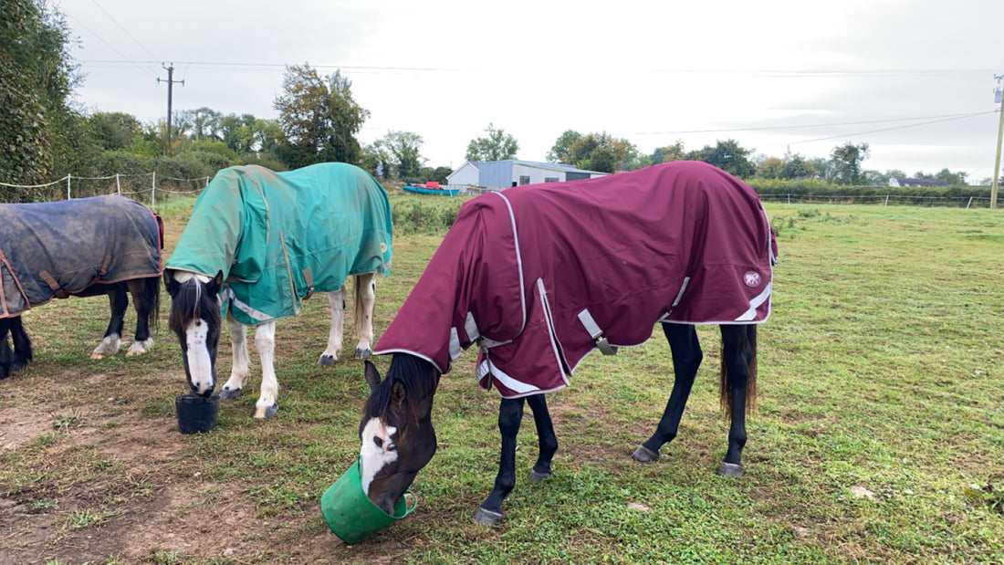 Is my horse rug leaking?