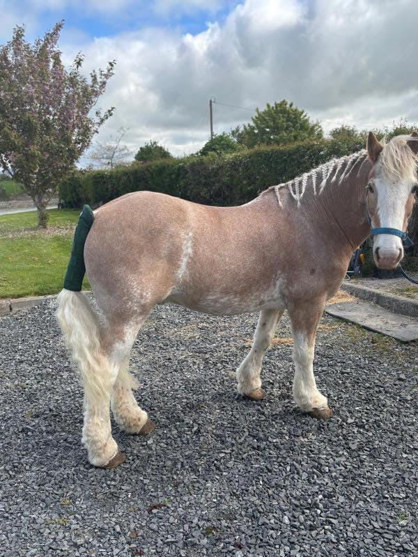 Horse Tail Guard