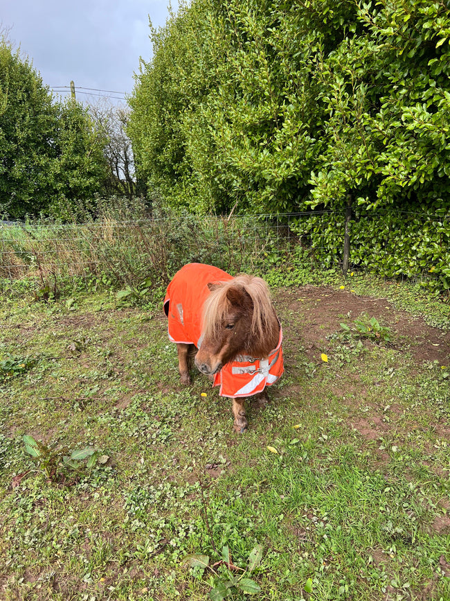 50g Dinky Orange Mini Turnout Rug