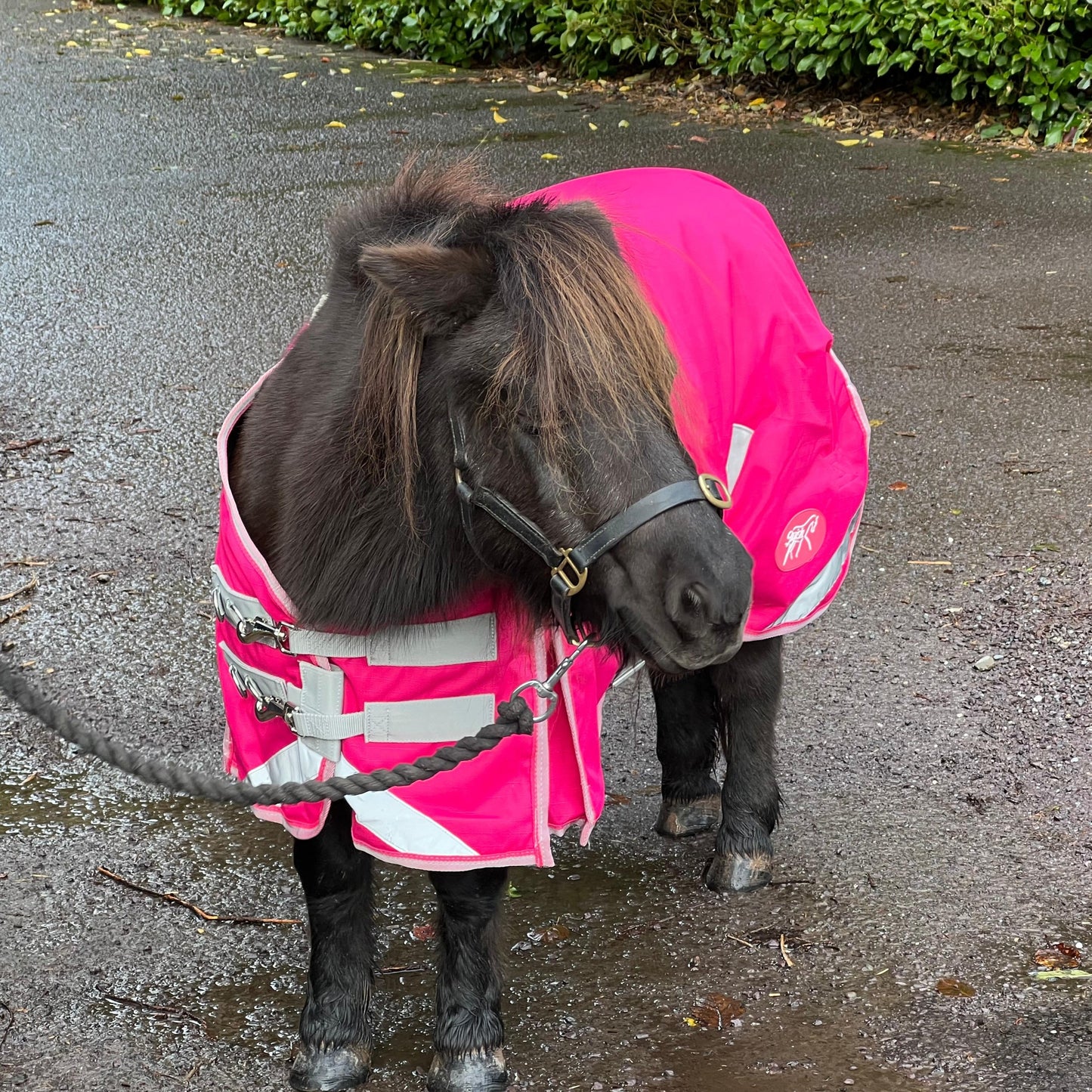 50g Dinky Pink Mini Turnout Rug