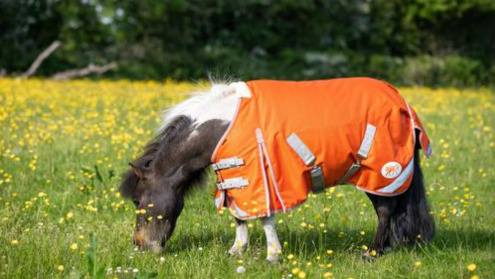 50g Dinky Orange Mini Turnout Rug