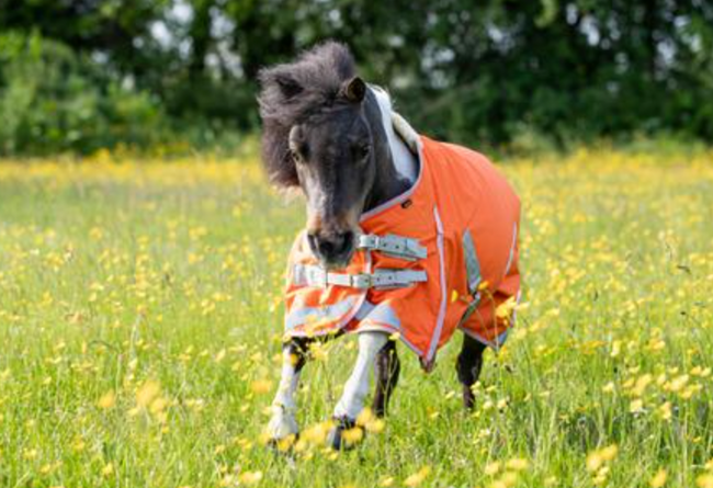 50g Dinky Orange Mini Turnout Rug