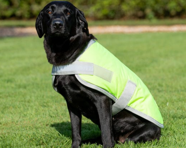 Manteau pour chien - Orange 